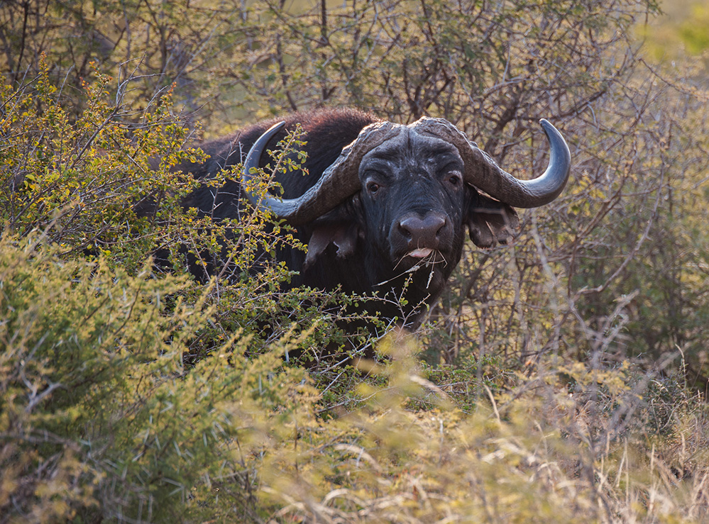 Madikwe Game Reserve Buffalo 1
